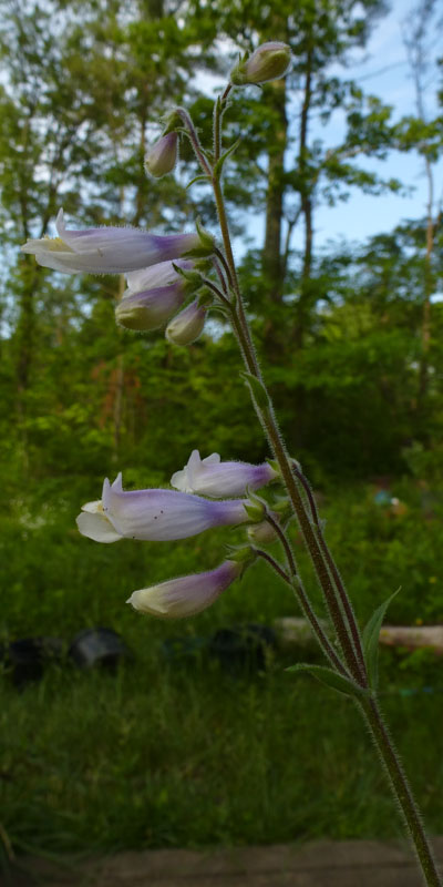 Penstemon hirsutus - Hairy Beardtongue - Leaves