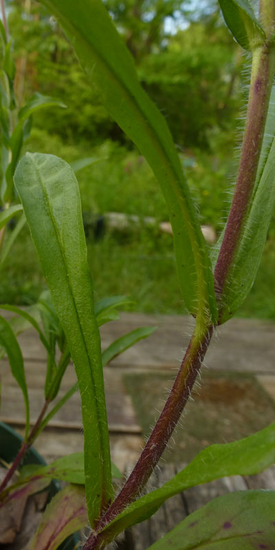 Penstemon hirsutus - Hairy Beardtongue - Leaves