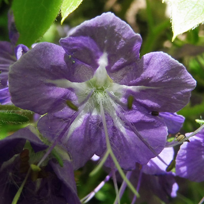 Phacelia bipinnatifida   Purple Phacelia - flower  corolla apendages