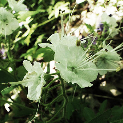 Phacelia bipinnatifida   Purple Phacelia - white flower  