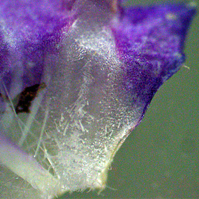 Phacelia bipinnatifida   Purple Phacelia - flower  corolla apendages