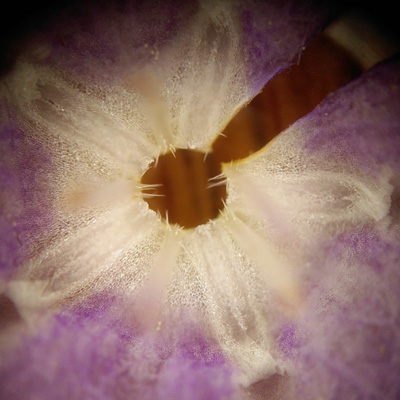 Phacelia bipinnatifida   Purple Phacelia - flower  corolla apendages