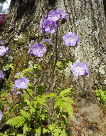 Phacelia bipinnatifida   Purple Phacelia, plant