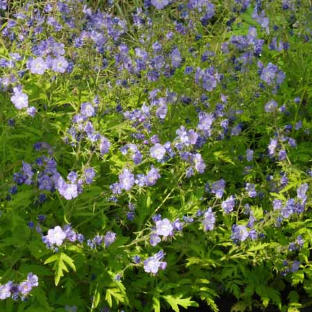 Phacelia bipinnatifida   Purple Phacelia, habitat