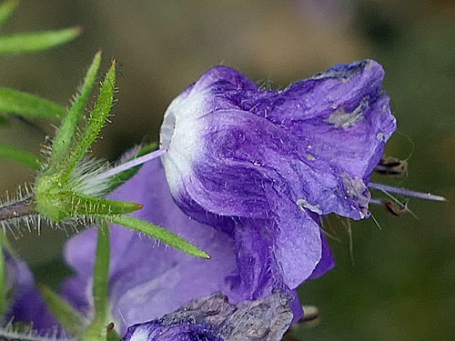 Phacelia bipinnatifida   Purple Phacelia  