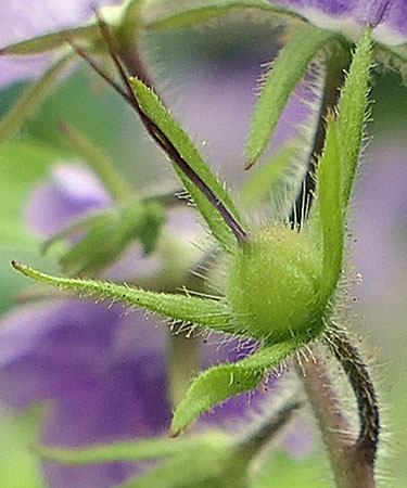 Phacelia bipinnatifida   Purple Phacelia  fruit