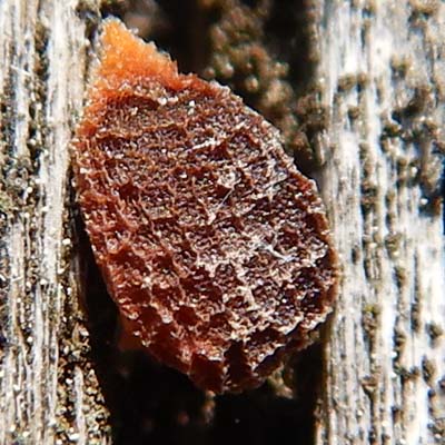 Phacelia bipinnatifida   Purple Phacelia  seed