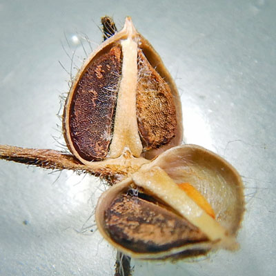 Phacelia bipinnatifida   Purple Phacelia  seed case