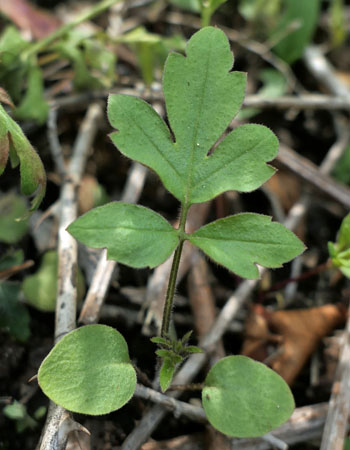 Phacelia bipinnatifida   Purple Phacelia cotyledons (seed leaves) basal leaves