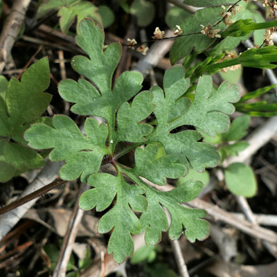 Phacelia bipinnatifida   Purple Phacelia basal leaves