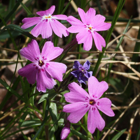 Phlox subulata - Moss Phlox, Creeping Phlox - Flowers