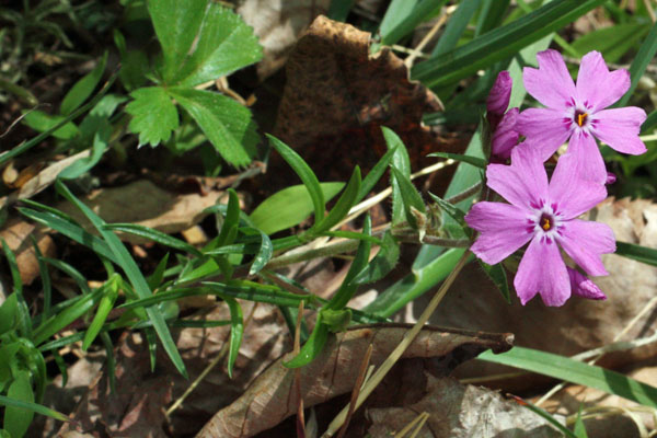 Phlox subulata - Moss Phlox, Creeping Phlox - Leaves Phlox subulata - Moss Phlox, Creeping Phlox - Leaves