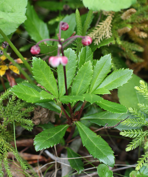 Chimaphila umbellata (Pipsissewa, Prince's-pine)