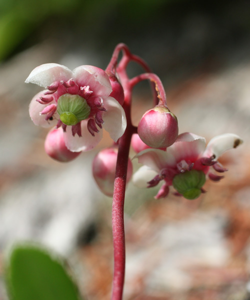 Chimaphila umbellata (Pipsissewa, Prince's-pine)