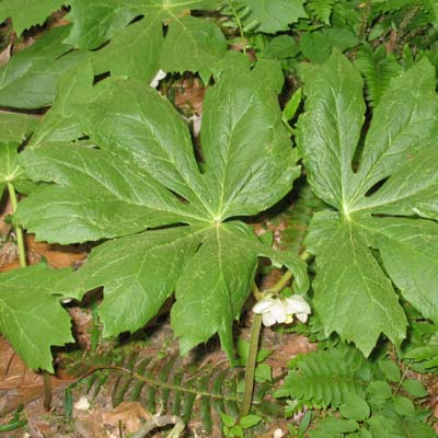 Podophyllum peltatum (May Apple)