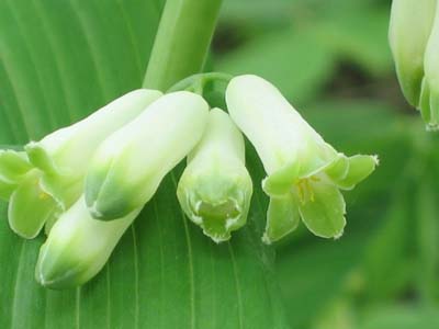 Polygonatum canaliculatum (Giant Solomon's Seal)