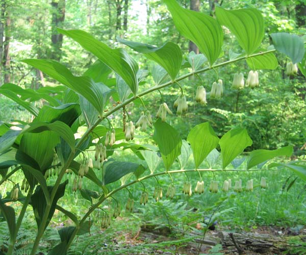 Polygonatum canaliculatum (Giant Solomon's Seal)