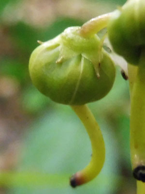 Pyrola elliptica   - Shinleaf Pyrola, developing fruit, sepals