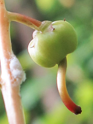 Pyrola elliptica   - Shinleaf Pyrola, developing fruit, expanded ovary, style, stigma 