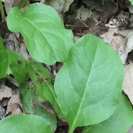 Pyrola elliptica   - Shinleaf Pyrola, leaves, oblong, not flat, wavy 