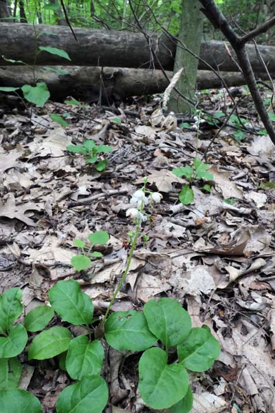 Pyrola elliptica   - Shinleaf Pyrola, plants, habitat 