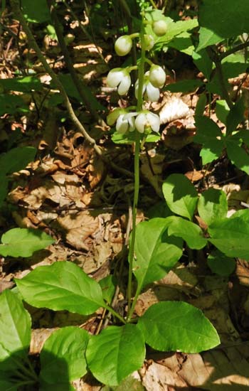 Pyrola elliptica   - Shinleaf Pyrola, plant, flower,stem,leaves 