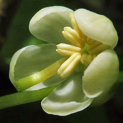 Pyrola elliptica  - Shinleaf Pyrola, flower, pistil, stamen, anther pores  