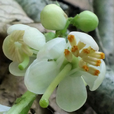 Pyrola elliptica - Shinleaf Pyrola, nodding flower, style extending beyond petals 