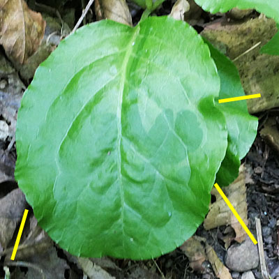 Pyrola elliptica   - Shinleaf Pyrola, leaves, not flat, wavy