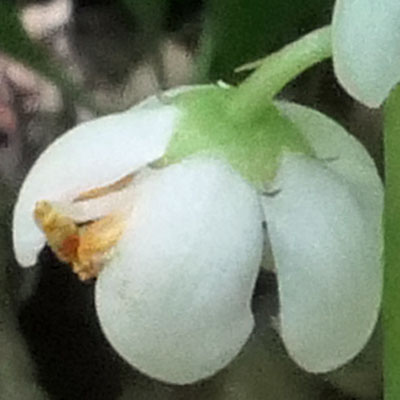 Pyrola elliptica   - Shinleaf Pyrola, pedicel, bract, sepals, ovary, style, stigma 