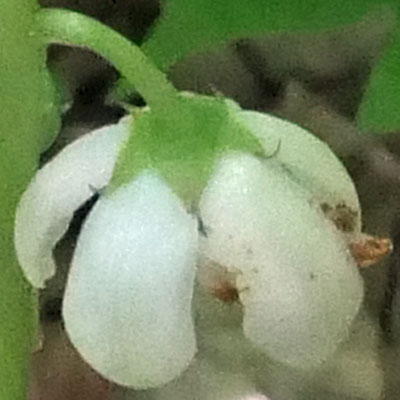 Pyrola elliptica   - Shinleaf Pyrola, flower, sepals, triangular, wider than long 