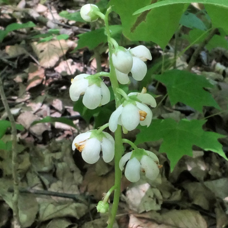 Pyrola elliptica - Shinleaf Pyrola