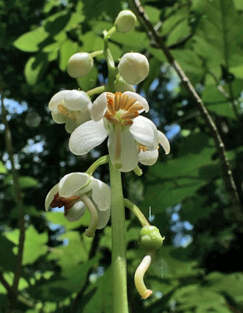 Pyrola elliptica - Shinleaf Pyrola, flower cluster, Inflorescence 