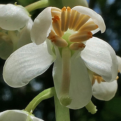 Pyrola elliptica  - Shinleaf Pyrola, flower, pistil, stamen, anther pores, 5 lobe stigma 