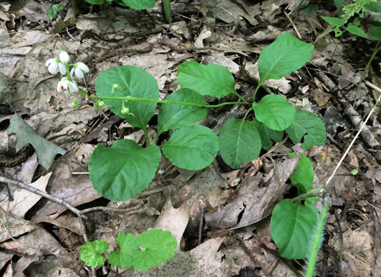 Pyrola elliptica   - Shinleaf Pyrola, plant, flowers, stem, leaves 