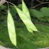 <i>Cercis canadensis</i> ( Redbud ) - Seed pods