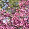 <i>Cercis canadensis</i> ( Redbud ) - Tree ablaze in pink