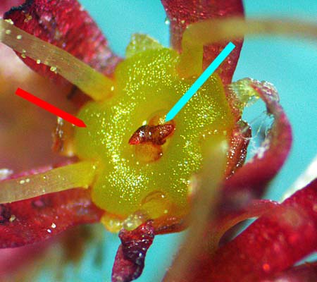 Acer rubrum - Red maple  - male flower, nectary ring, pistillode