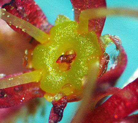 Red maple - Acer rubrum, close up male flower nectary & pistillode