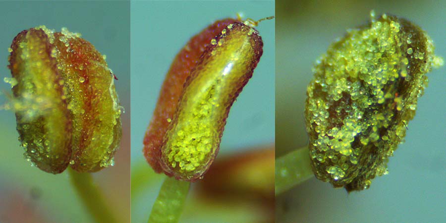 Acer rubrum - Red maple  - male flower, anther dehissing