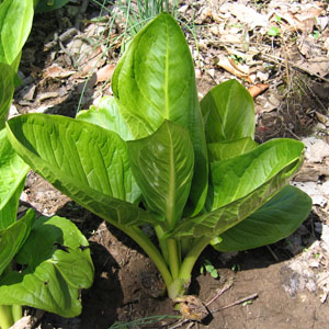 Symplocarpus foetidus - Skunk Cabbage - leaves