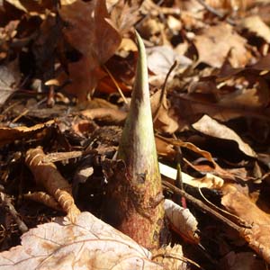 Symplocarpus foetidus - Skunk Cabbage - emerging spathe 