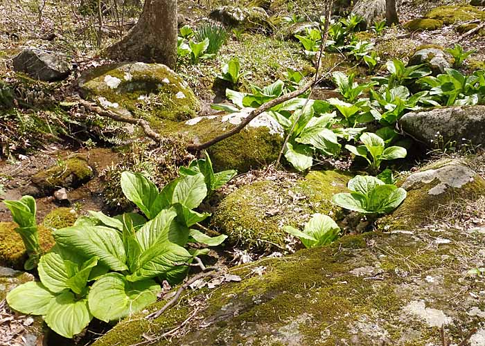 Symplocarpus foetidus - Skunk Cabbage - leaves, habitat