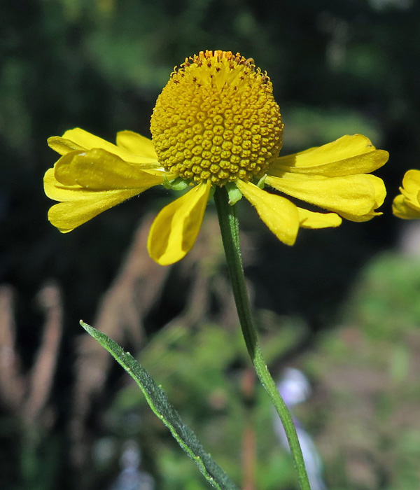 Helenium autumnale (Sneezeweed)