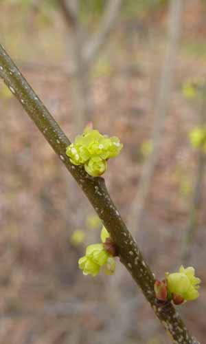 Lindera benzoin - Spicebush - Bark with lenticels