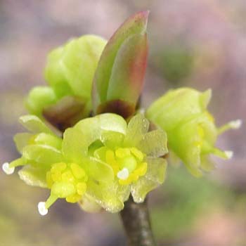 Lindera benzoin - Spicebush - Pistillate/Female Flowers showing pistil parts and infertile rudimentary stamens (staminodes)