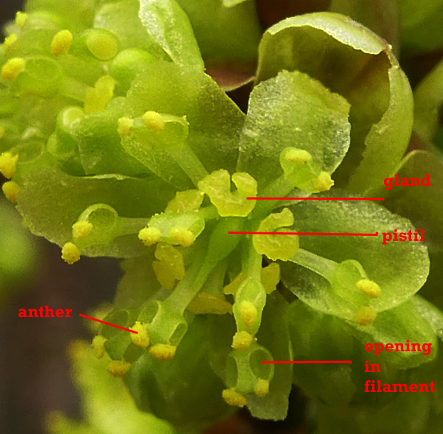 Lindera benzoin - Spicebush - Staminate/male flowers showing the anthers emerging from openings at the end of the stamens. It also shows the nectar glands