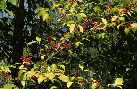 Lindera benzoin - Spicebush