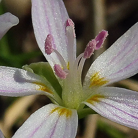 Claytonia virginica - Spring Beauty - Flowers, male phase, protandry