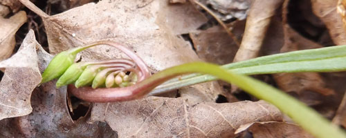 spring beauty March 10, early plant with two leaves flower buds from beneath leaf litter